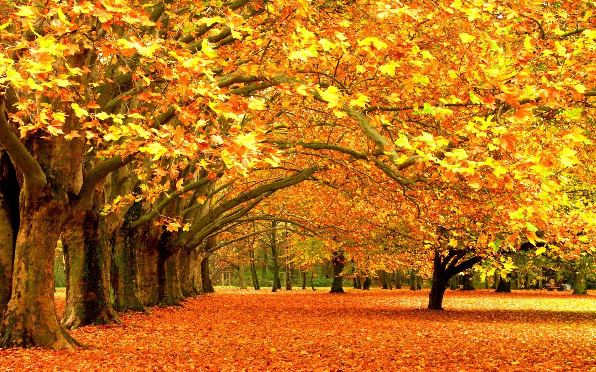 Detail Fall Tree Background Images Nomer 17