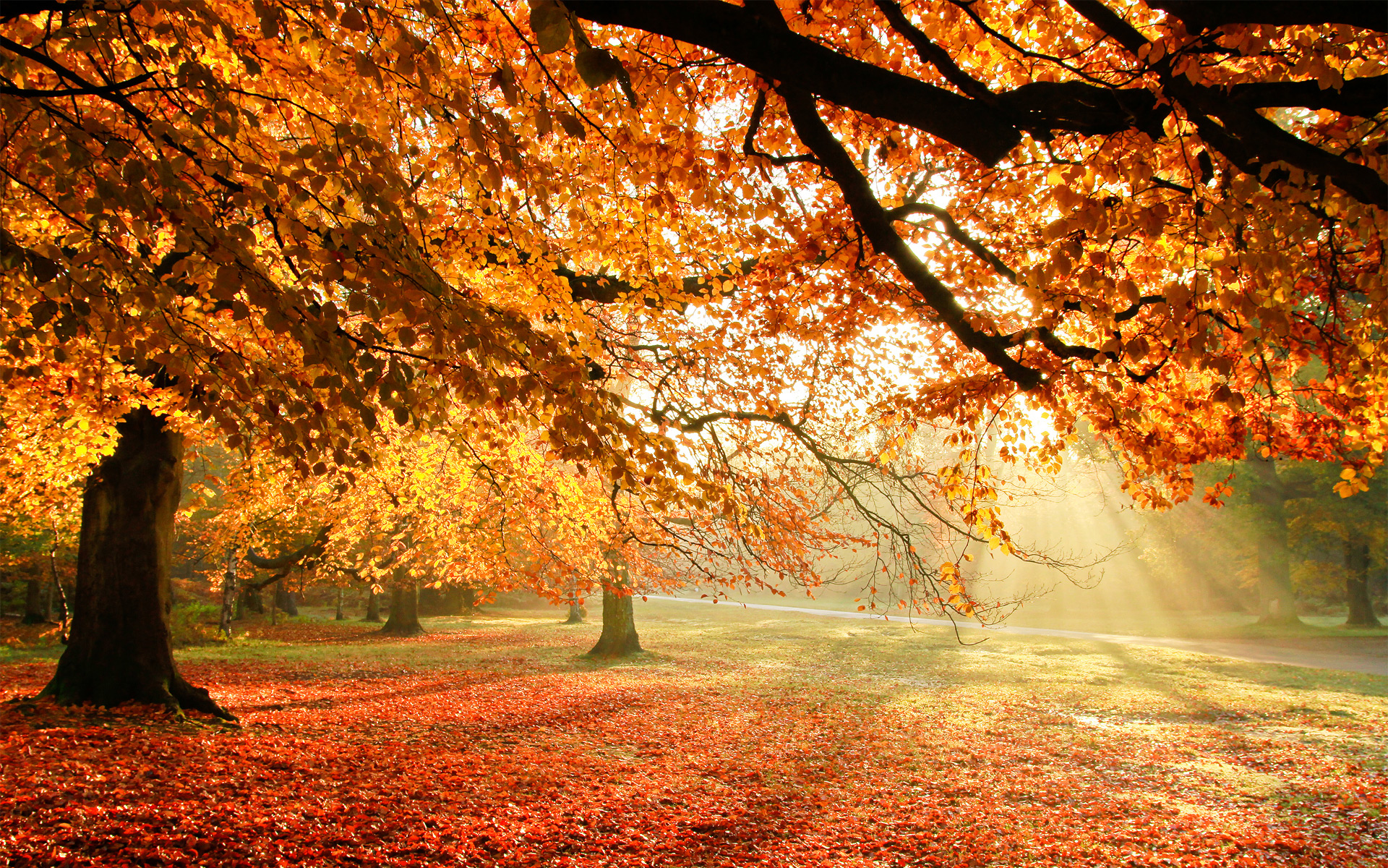 Detail Fall Tree Background Images Nomer 19