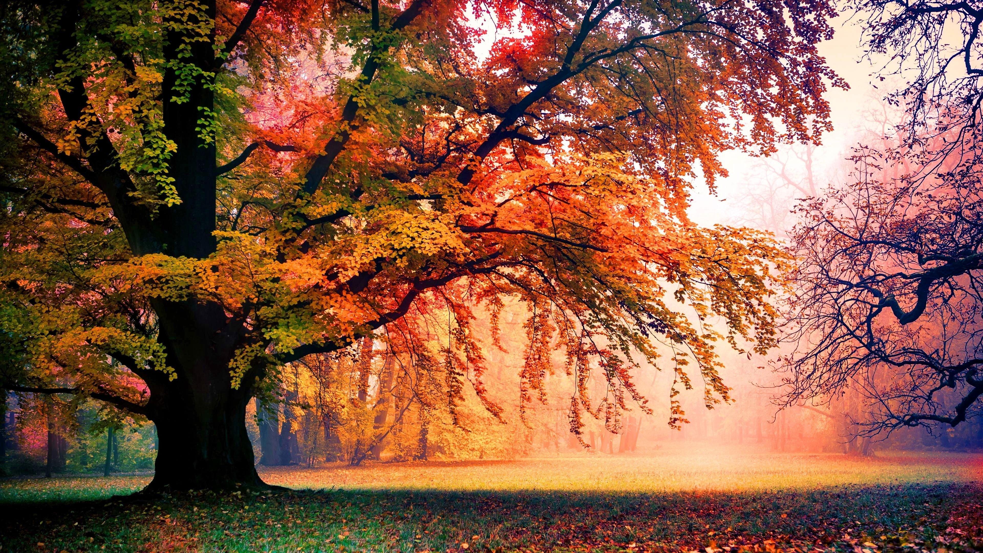 Detail Fall Tree Background Images Nomer 20