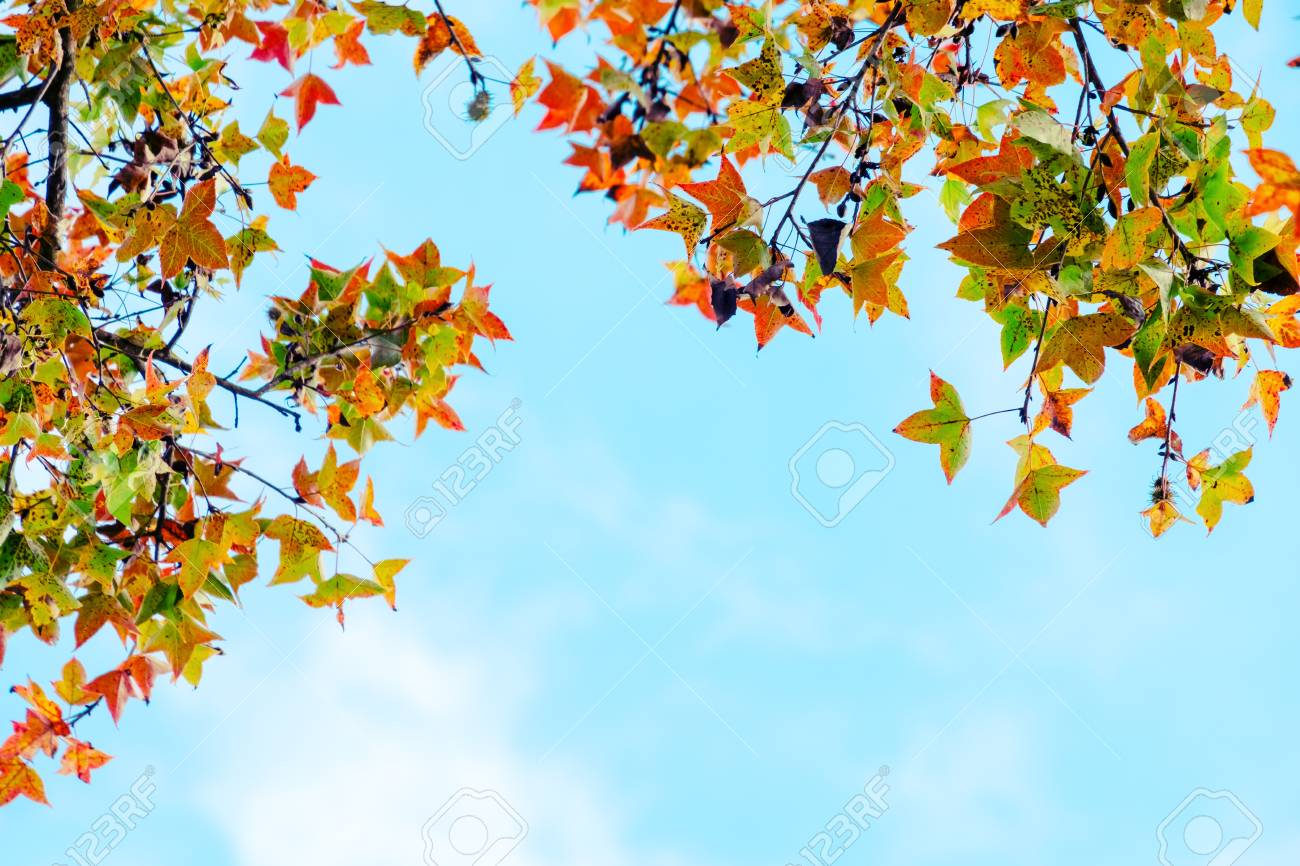 Detail Fall Tree Background Images Nomer 23