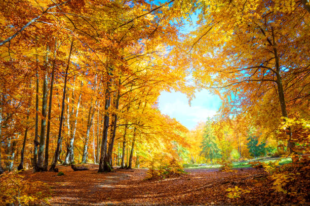Detail Fall Tree Background Images Nomer 26