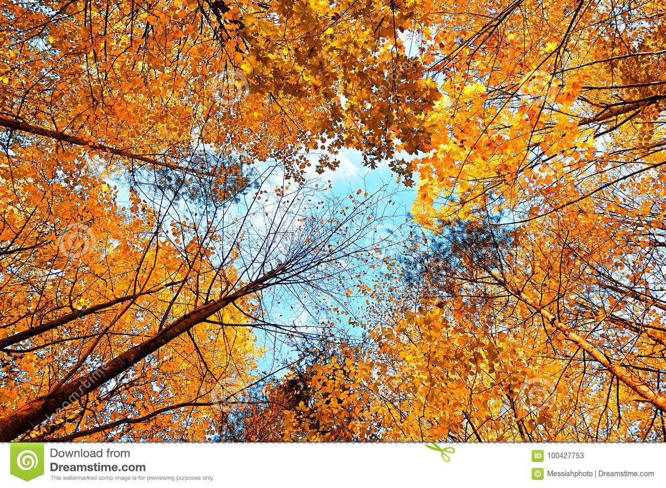 Detail Fall Tree Background Images Nomer 27