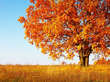 Detail Fall Tree Background Images Nomer 28