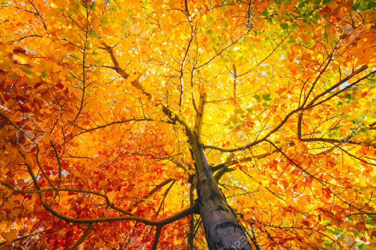 Detail Fall Tree Background Images Nomer 4