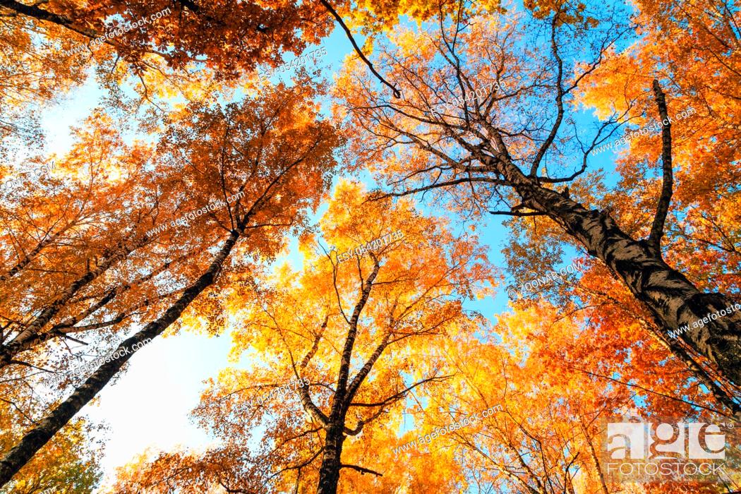 Detail Fall Tree Background Images Nomer 34