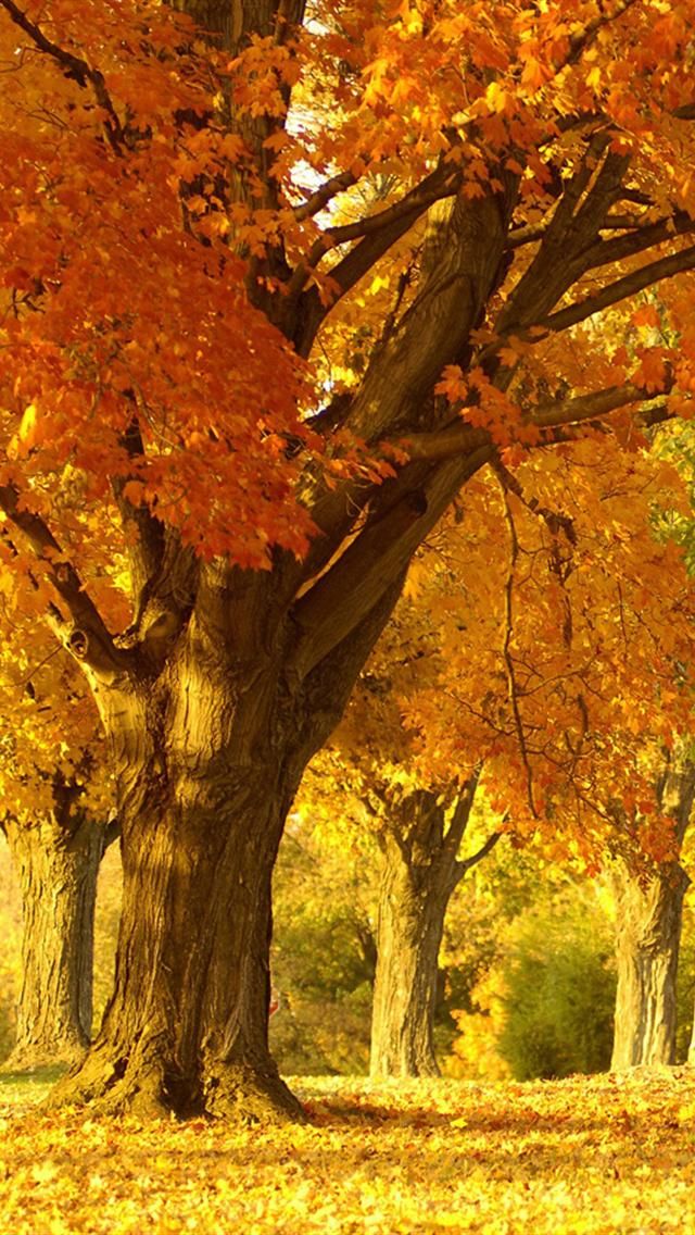 Detail Fall Tree Background Images Nomer 39