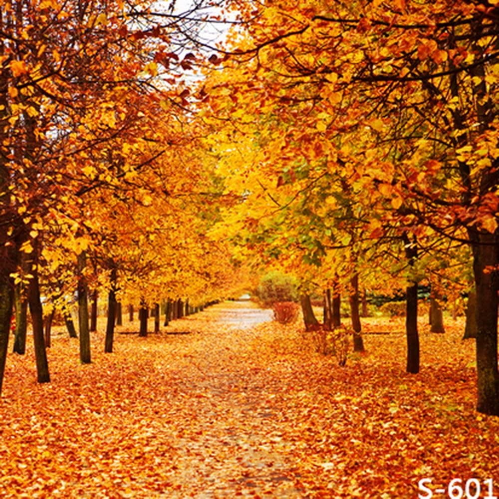 Detail Fall Tree Background Images Nomer 40
