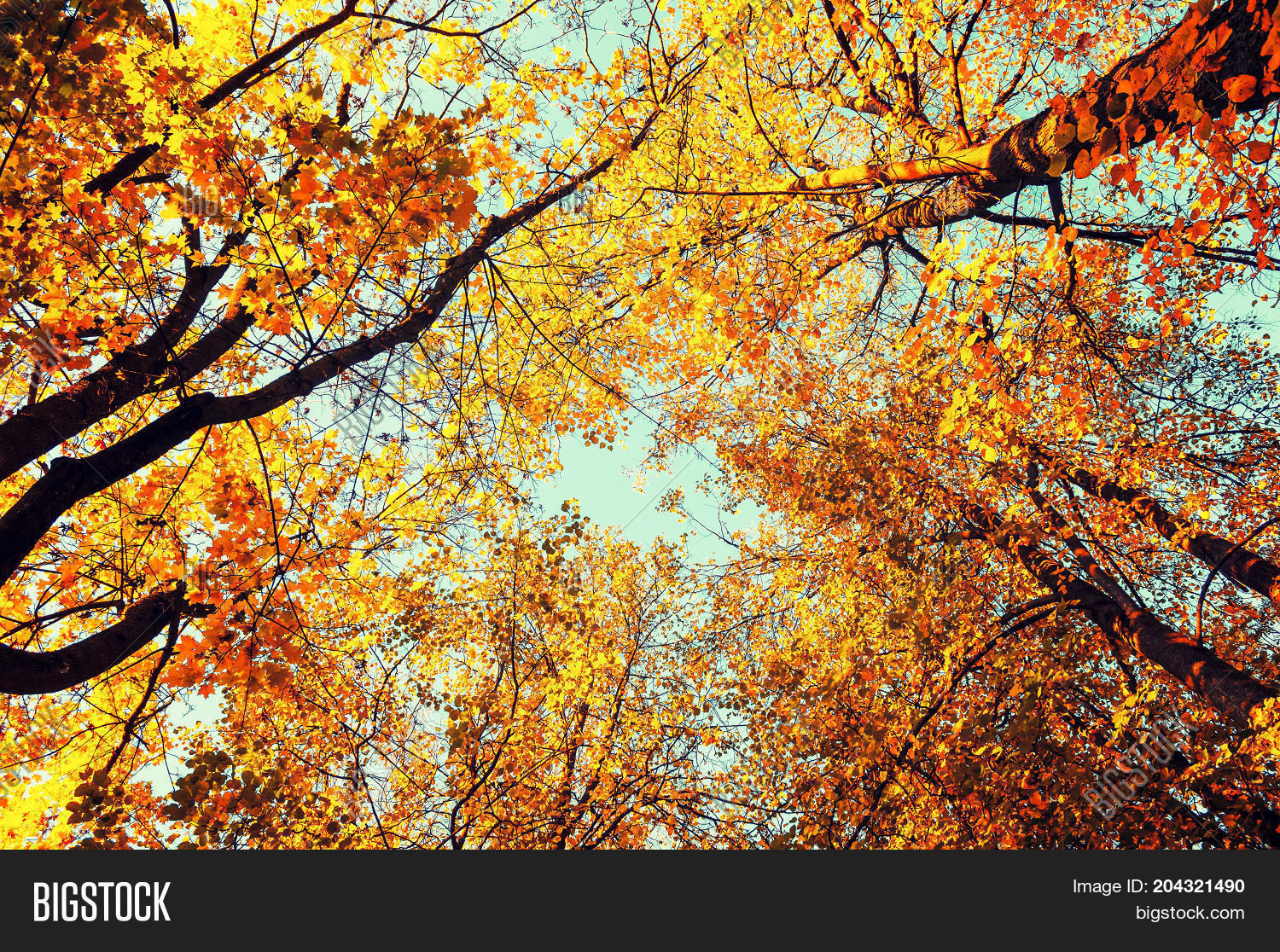 Detail Fall Tree Background Images Nomer 44