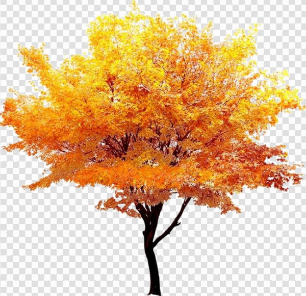 Detail Fall Tree Background Images Nomer 47