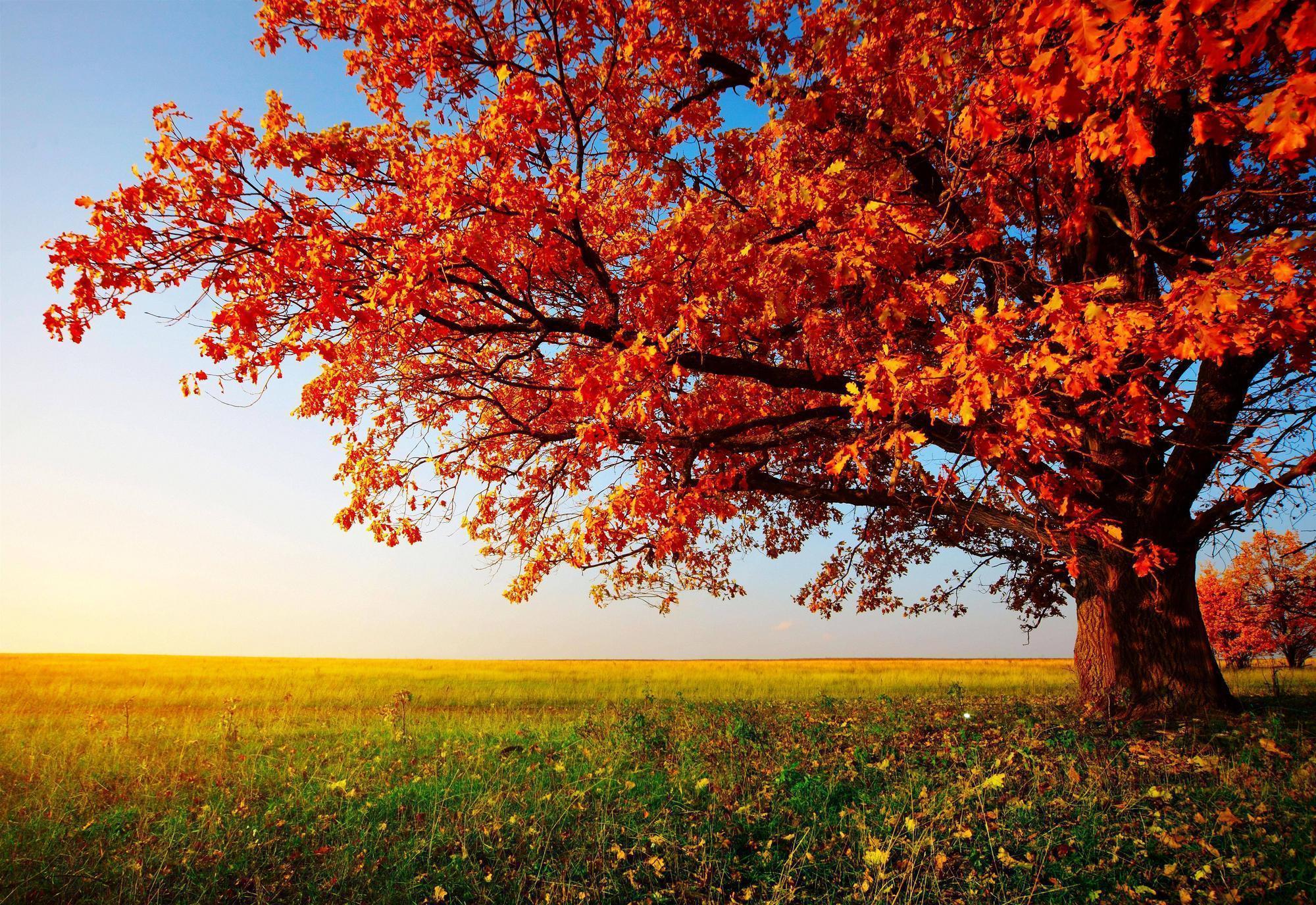 Detail Fall Tree Background Images Nomer 6