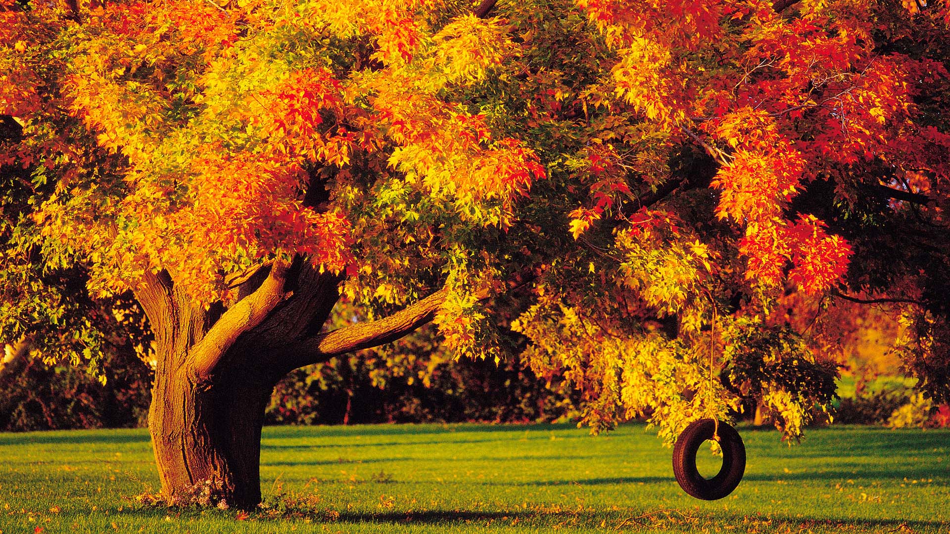 Detail Fall Tree Background Images Nomer 49