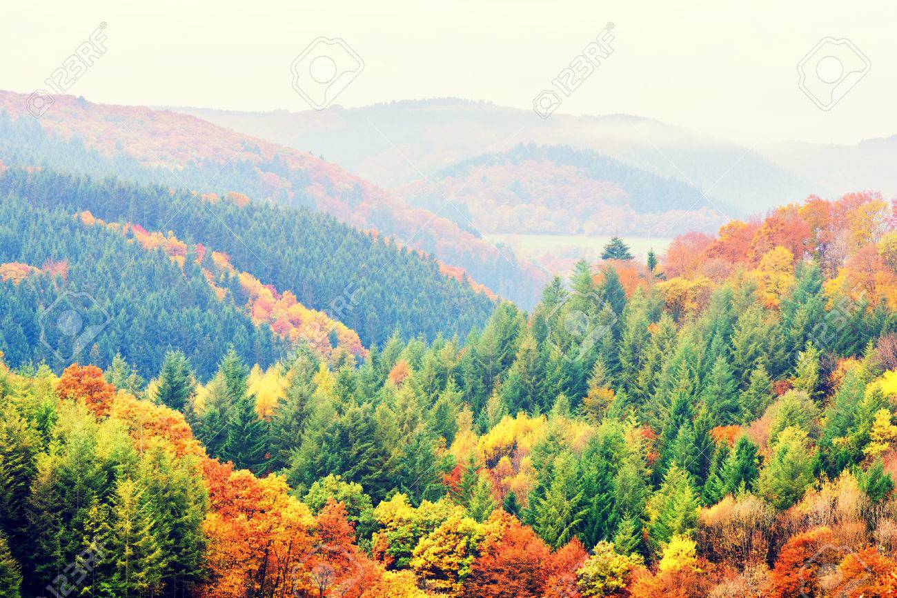 Detail Fall Tree Background Images Nomer 54