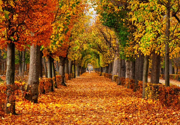 Detail Fall Tree Background Images Nomer 55