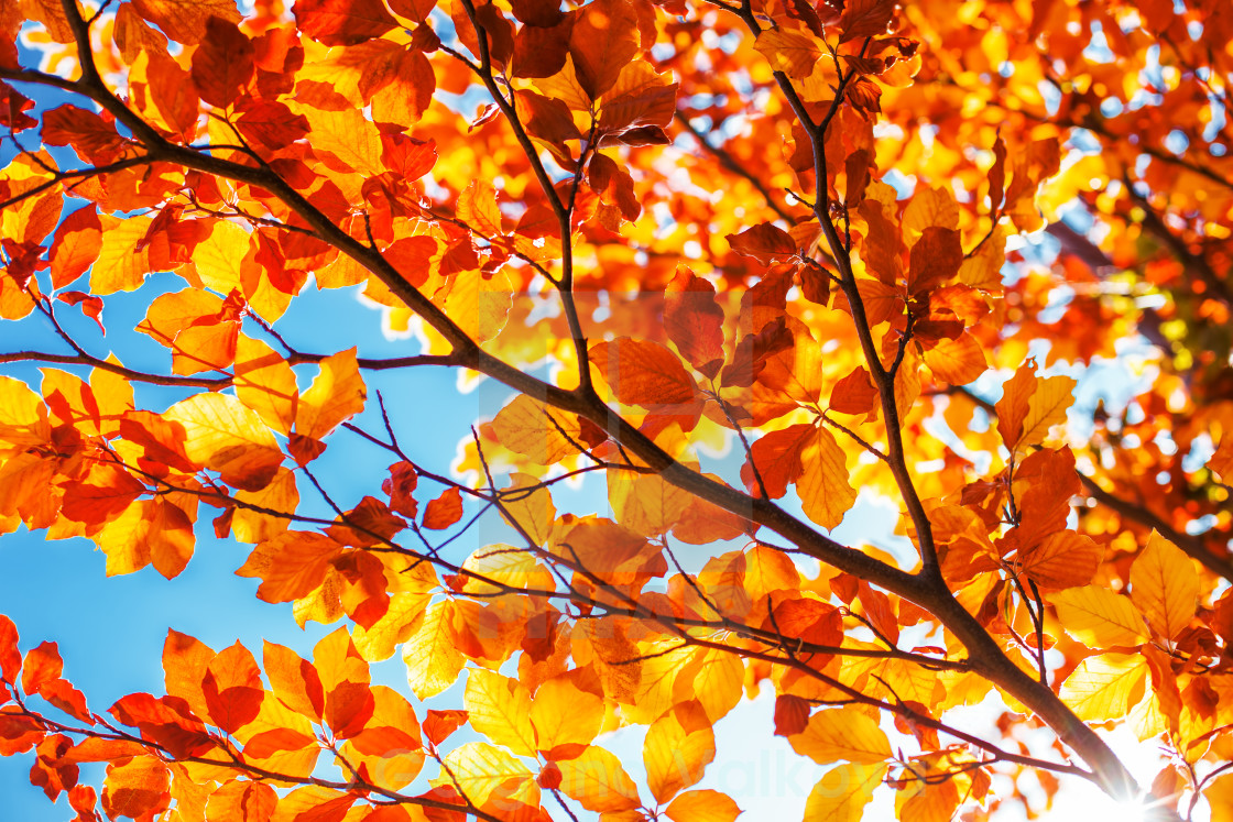 Detail Fall Tree Background Images Nomer 8