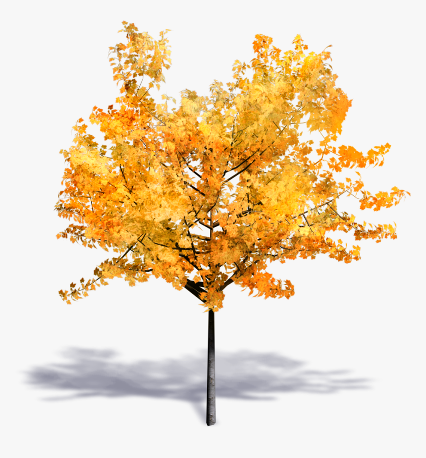 Detail Fall Tree Transparent Background Nomer 10