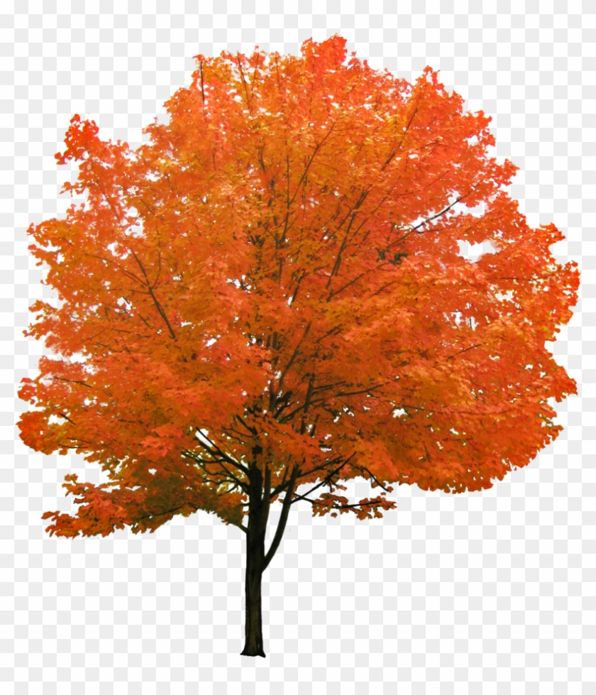 Detail Fall Tree Transparent Background Nomer 11