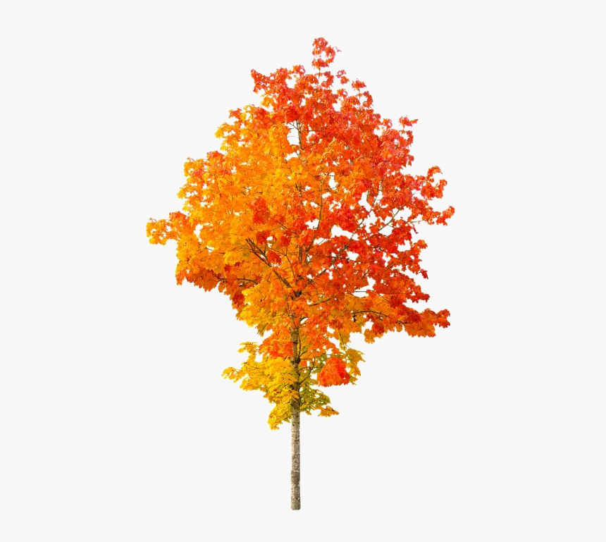 Detail Fall Tree Transparent Background Nomer 14
