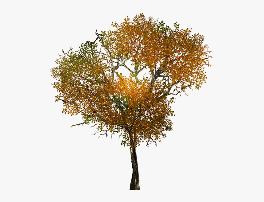 Detail Fall Tree Transparent Background Nomer 15