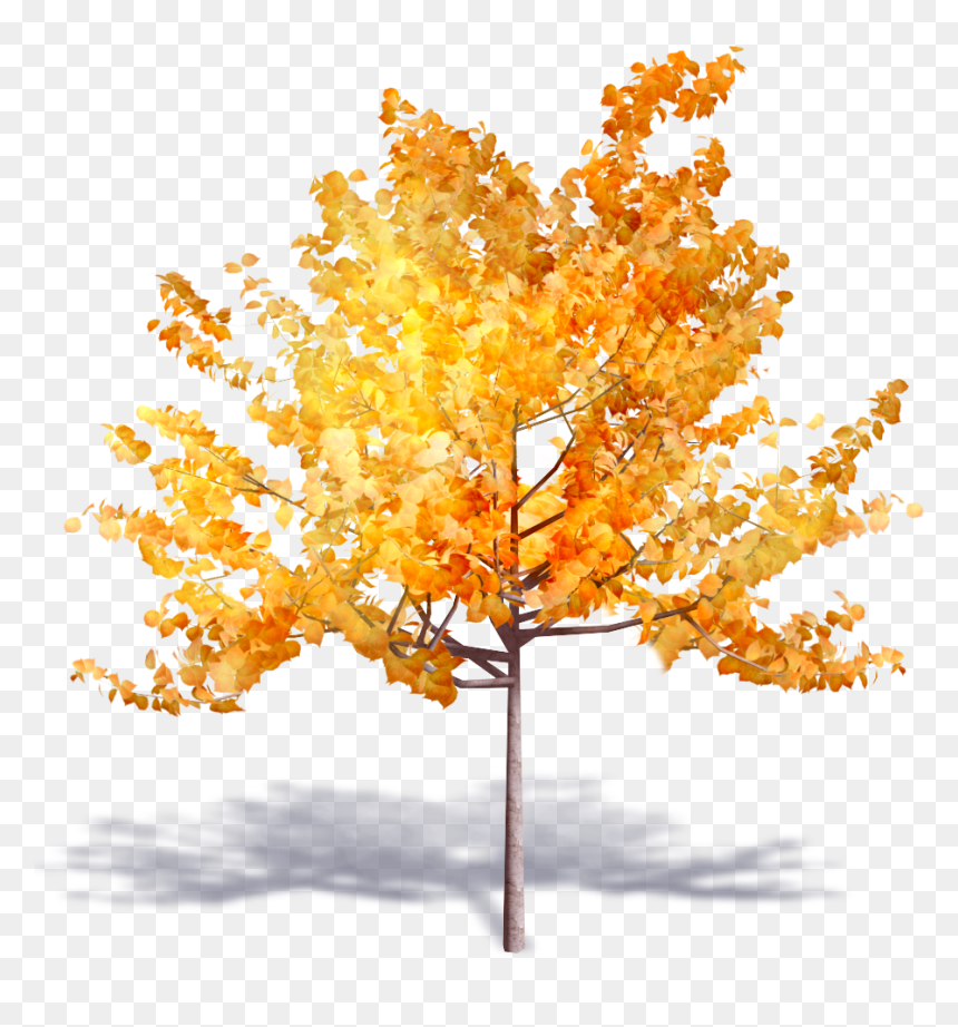Detail Fall Tree Transparent Background Nomer 17