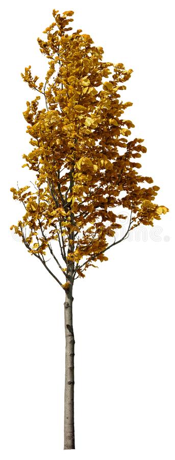 Detail Fall Tree Transparent Background Nomer 27