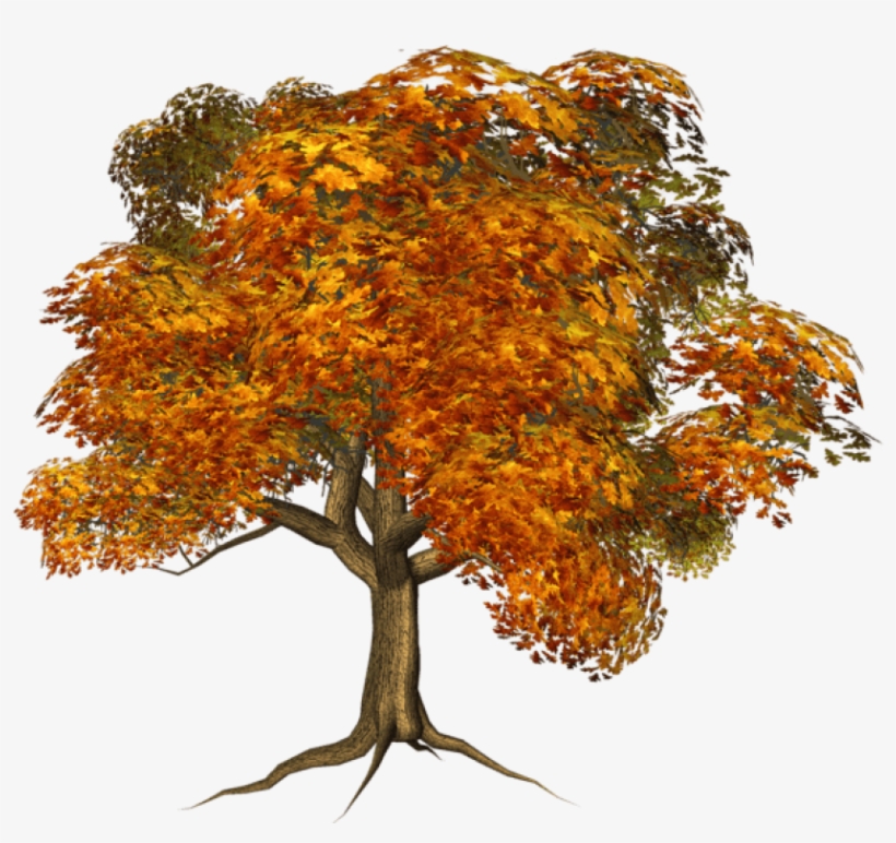 Detail Fall Tree Transparent Background Nomer 28