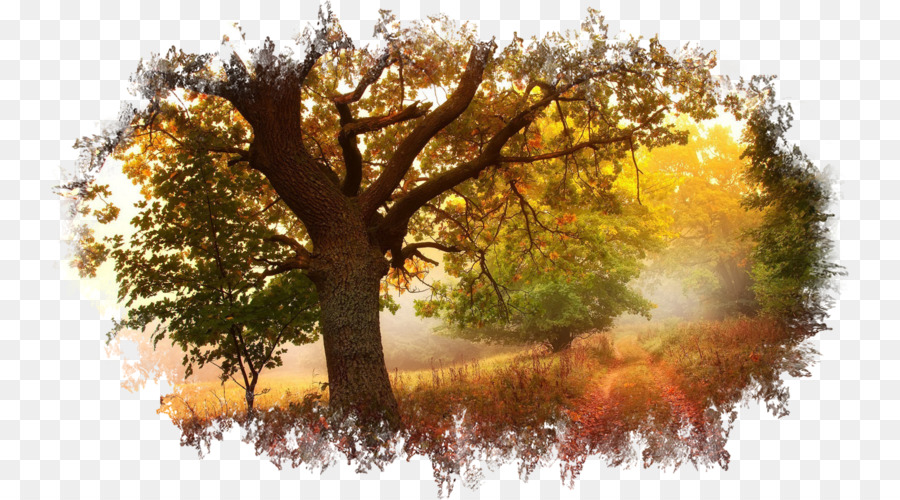 Detail Fall Tree Transparent Background Nomer 29