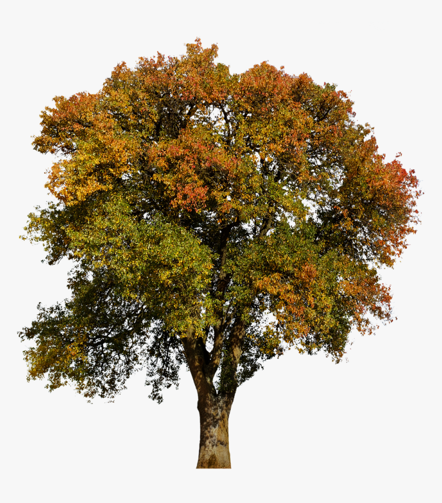 Detail Fall Tree Transparent Background Nomer 32