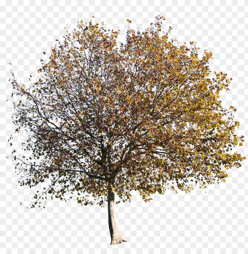 Detail Fall Tree Transparent Background Nomer 33