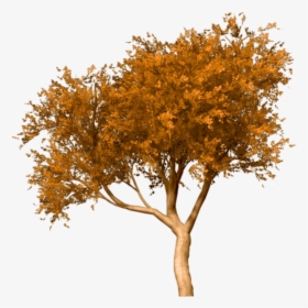 Detail Fall Tree Transparent Background Nomer 34