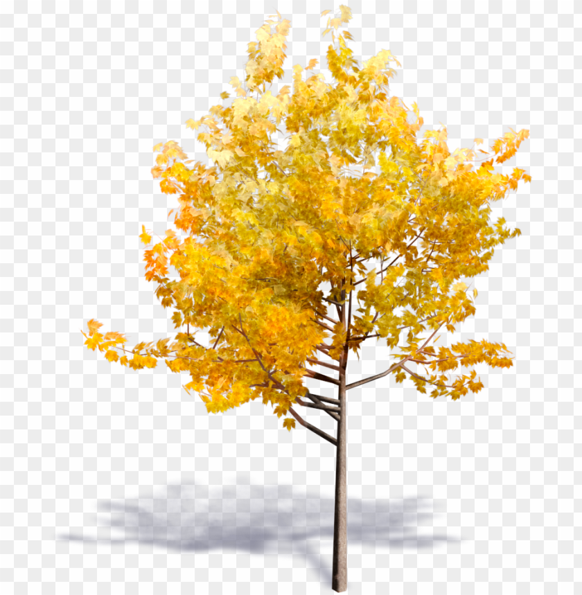 Detail Fall Tree Transparent Background Nomer 37