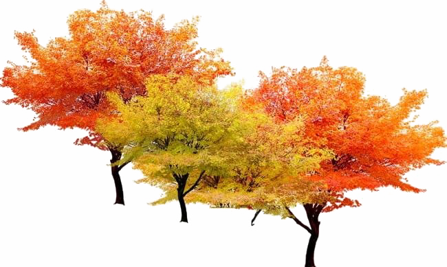 Detail Fall Tree Transparent Background Nomer 38