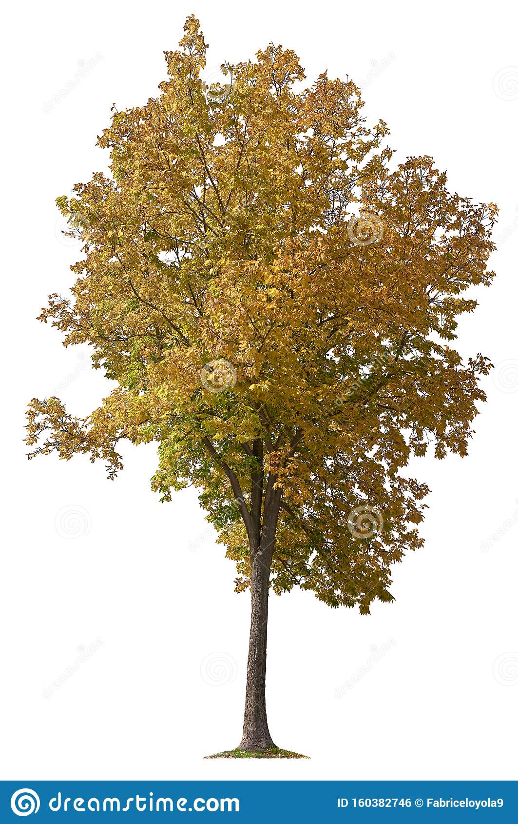 Detail Fall Tree Transparent Background Nomer 41