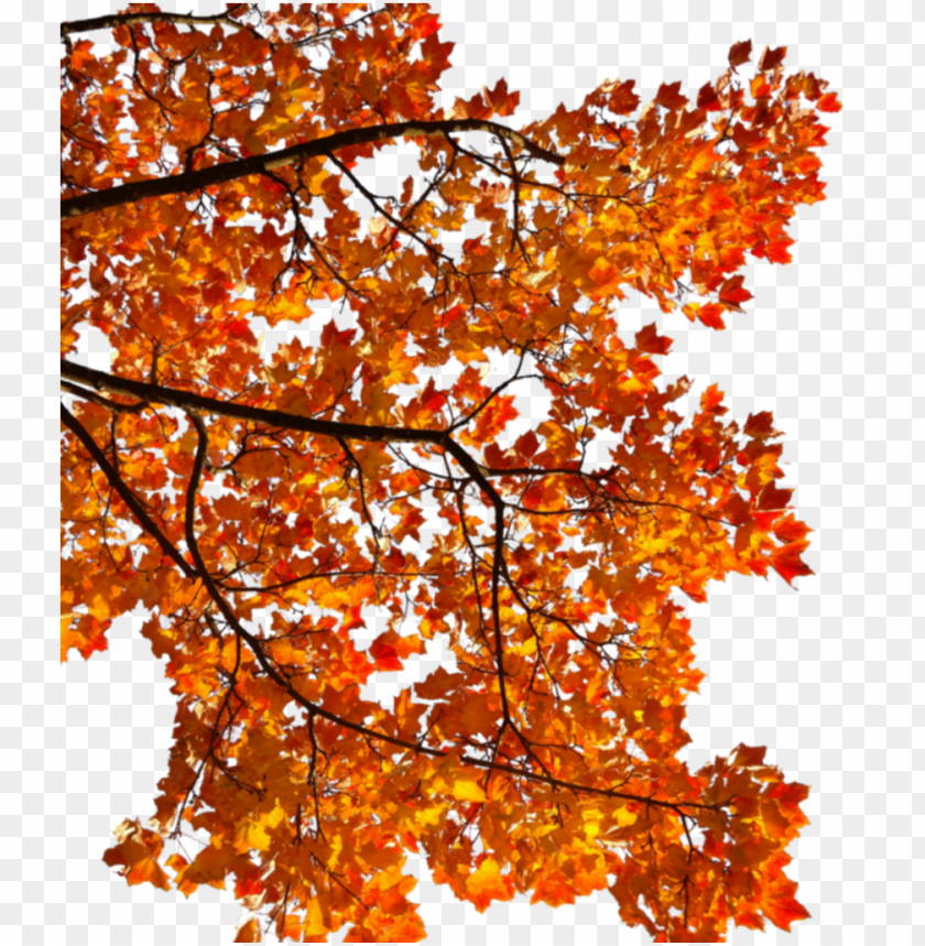 Detail Fall Tree Transparent Background Nomer 42