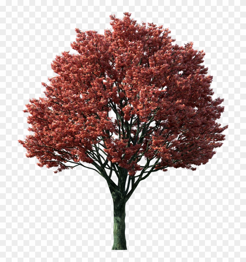 Detail Fall Tree Transparent Background Nomer 43