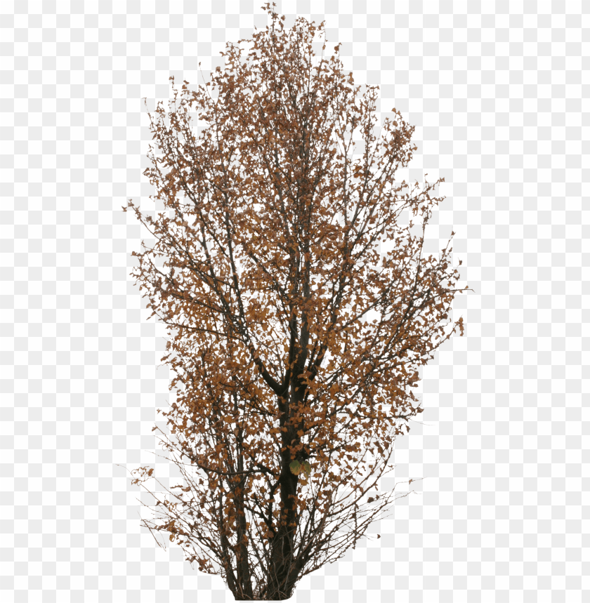Detail Fall Tree Transparent Background Nomer 44