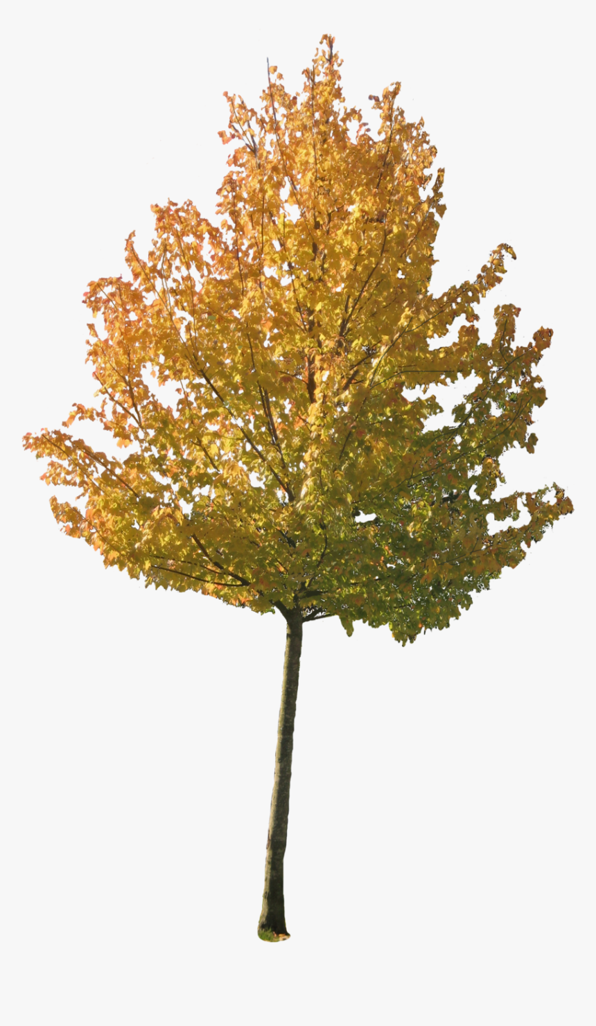 Detail Fall Tree Transparent Background Nomer 45