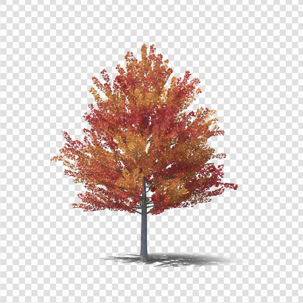 Detail Fall Tree Transparent Background Nomer 46