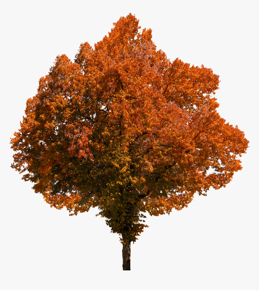 Detail Fall Tree Transparent Background Nomer 5