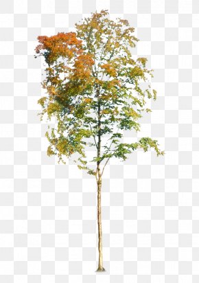 Detail Fall Tree Transparent Background Nomer 49
