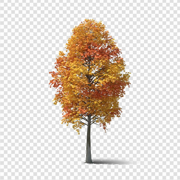 Detail Fall Tree Transparent Background Nomer 51