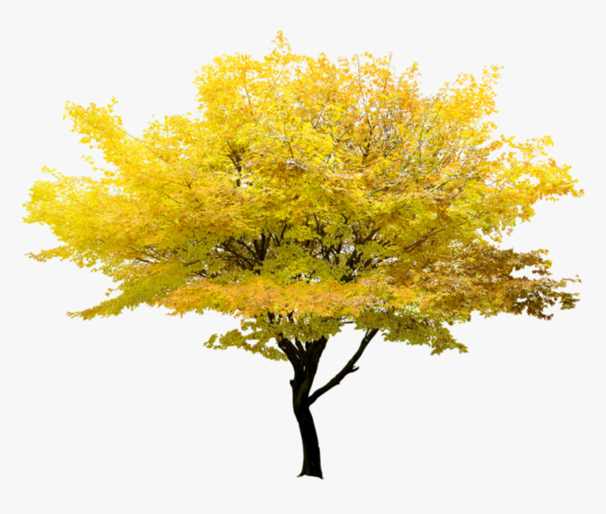 Detail Fall Tree Transparent Background Nomer 9
