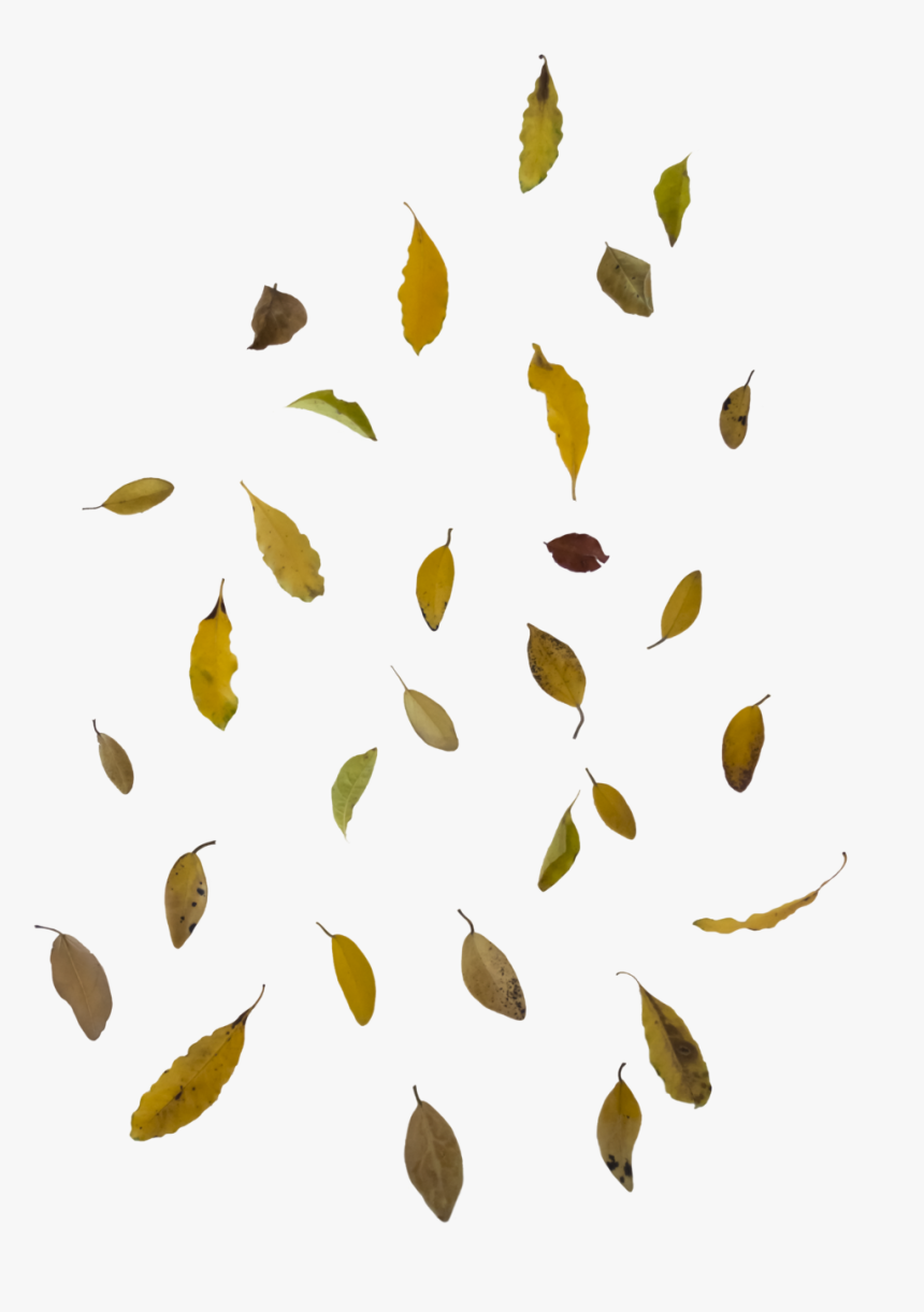 Detail Fallen Leaves Png Nomer 6