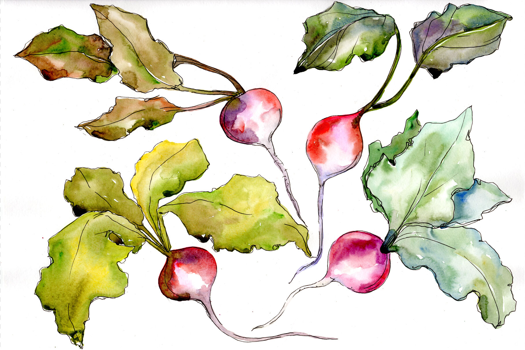 Detail Painting Watercolor Vegetables Nomer 14