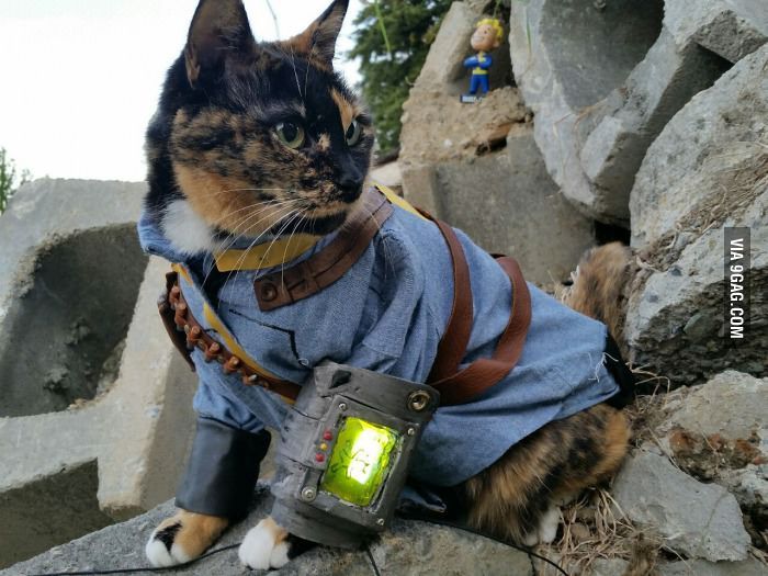 Detail Fallout 4 Vault 81 Cat Nomer 38