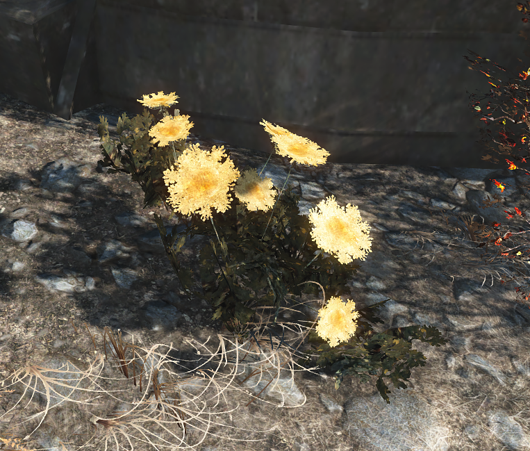 Detail Fallout 76 Carrot Flower Nomer 8