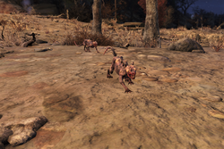 Detail Fallout 76 Squirrel Nomer 4