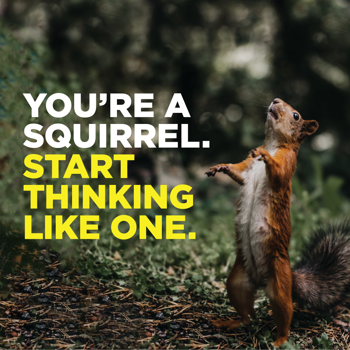 Detail Fallout 76 Squirrel Nomer 57