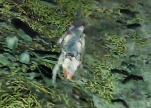 Detail Fallout 76 Squirrel Location Nomer 8
