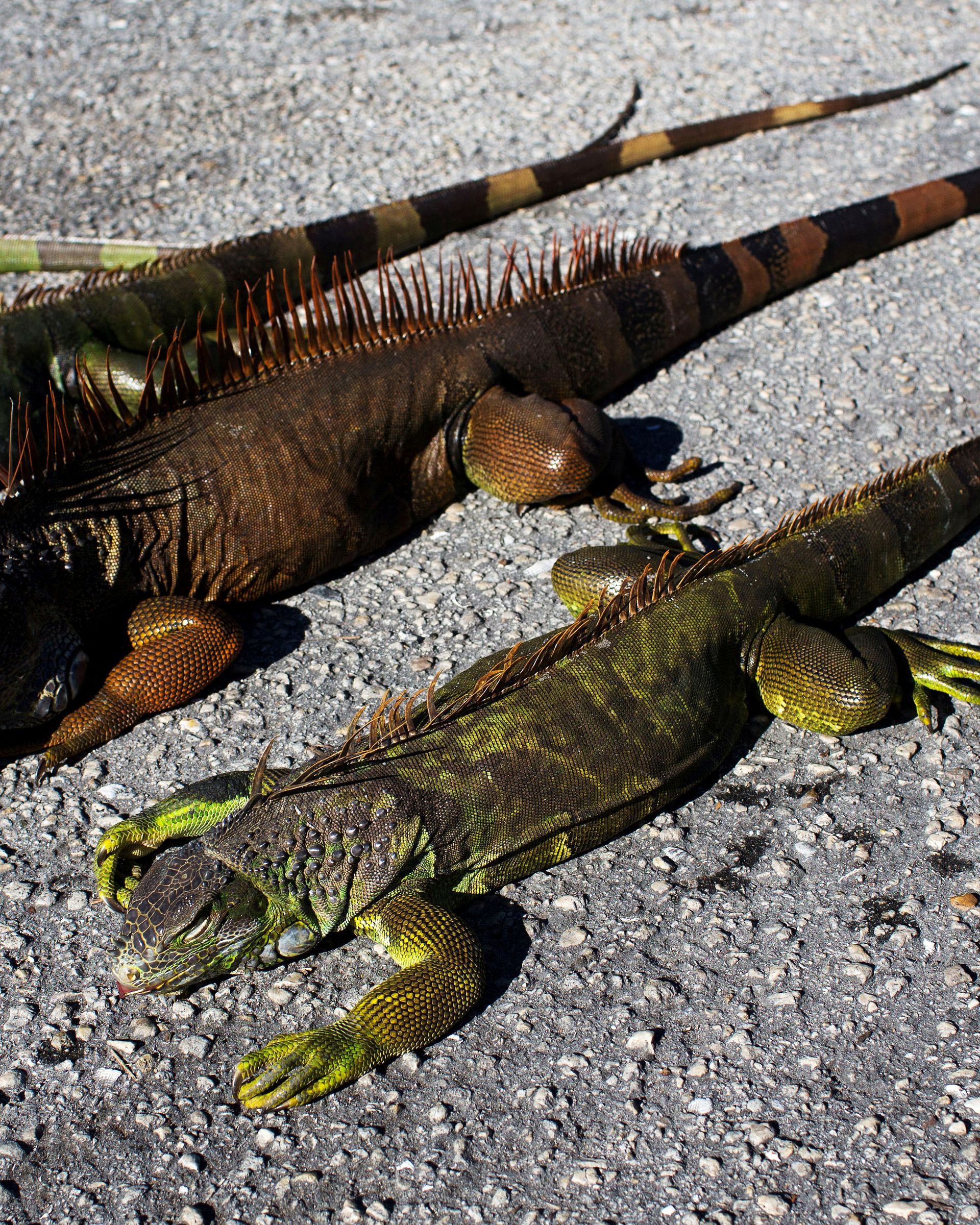 Detail Fallout Iguana Nomer 14
