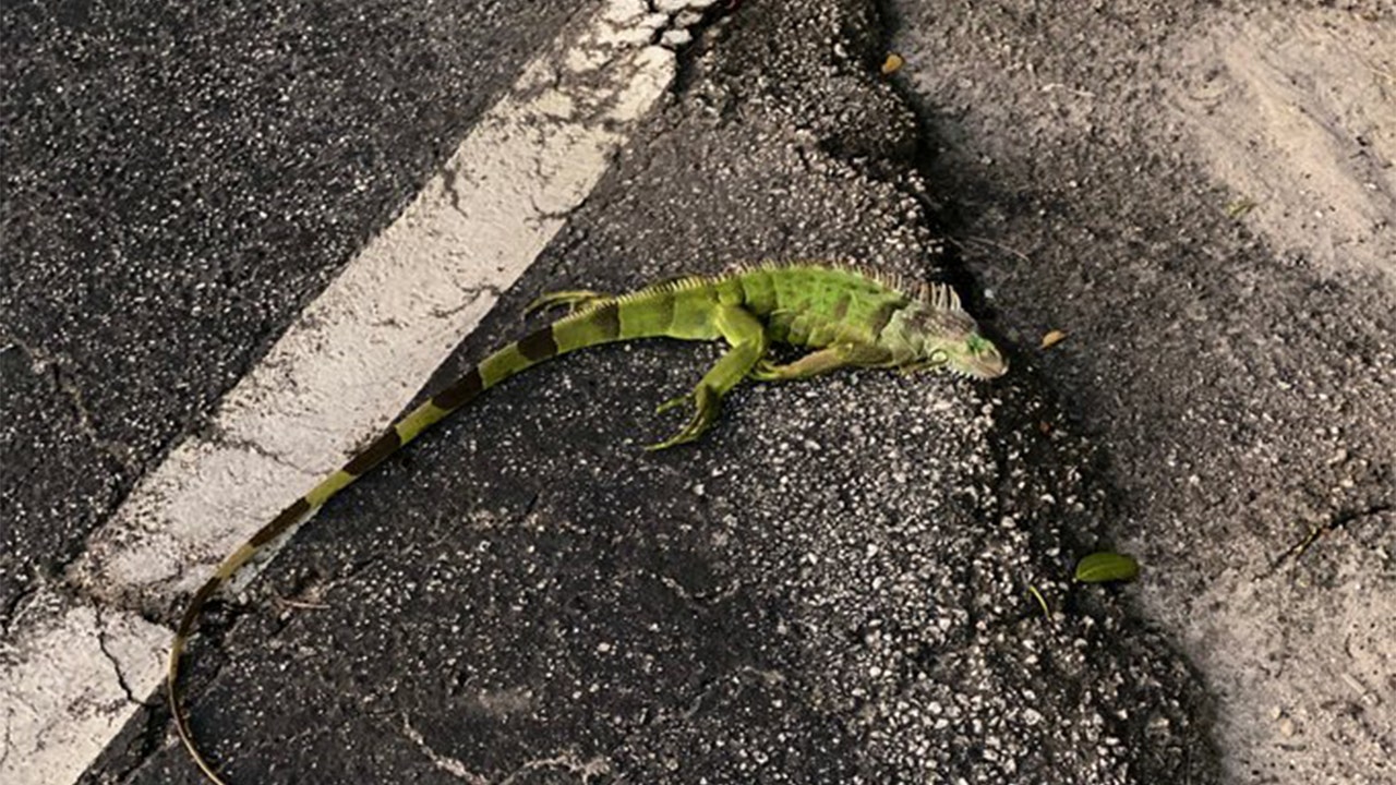 Detail Fallout Iguana Nomer 30